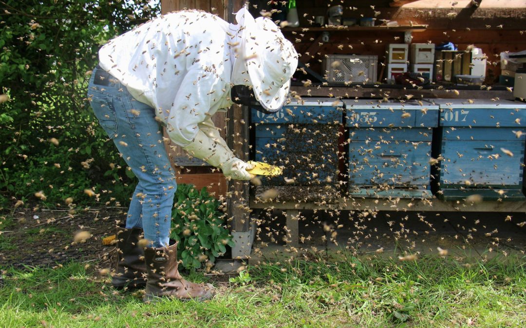 Telling the Bees