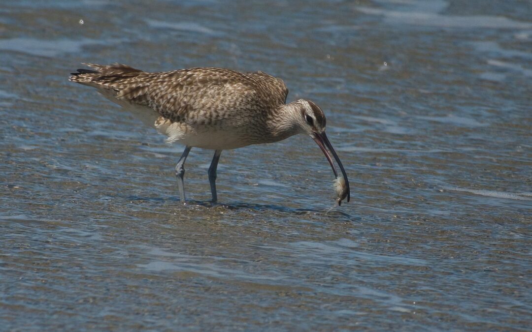 The Whimbrel’s Bill