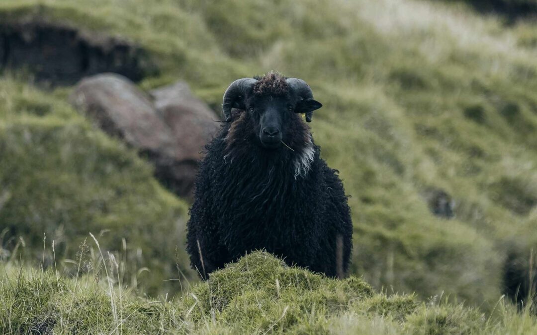 The Shepherd